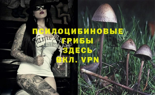 стаф Зерноград